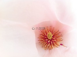 宏,開花,粉紅色