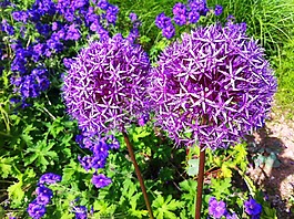 開花,花,草地