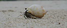 癌癥,動物,生物