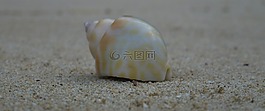 癌癥,動物,生物