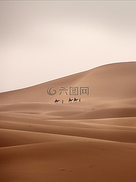 沙漠,大篷車(chē),駱駝