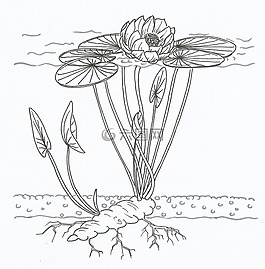 莲花,关系图,水百合