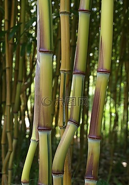 竹,禪宗,廠