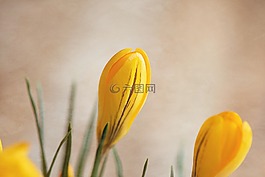 藏紅花,花,開花