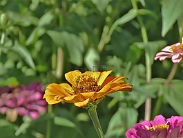 花,黃色,花園