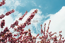 開(kāi)花,天空,春