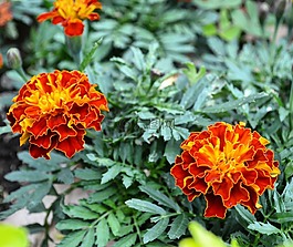 鮮花,開花,疫情