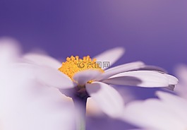 花,開花,廠