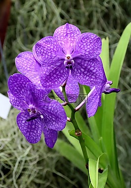 蘭花,花,紫色