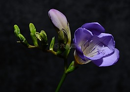 花,紫色,花的
