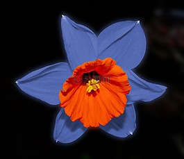 花,開花,水仙