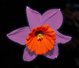 花,開花,水仙