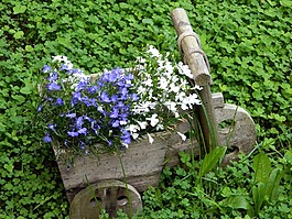 花,藍(lán)色,白