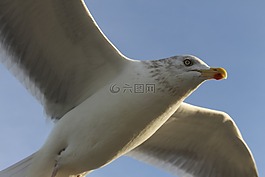 海鷗,天空,藍(lán)色
