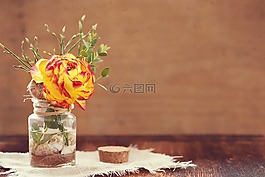 花,毛茛屬植物,紅色黃色