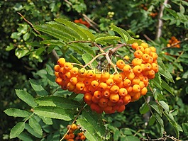 rowanberries,山灰,灰