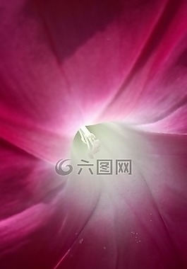 中心,花,中心花