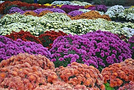 鮮花,花林間空地,花卉