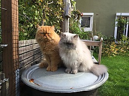 宿醉,猫,felidae