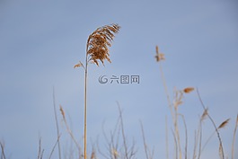 草,干,稻草