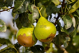 梨子,不锈钢,水果