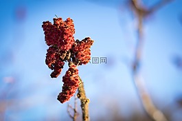 花,冬天,自然