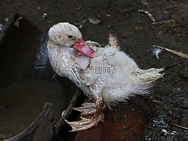 速率,丑陋,鳥(niǎo)的家蠅