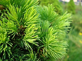針,云杉,針葉樹