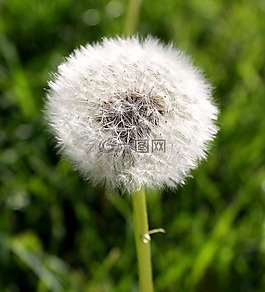 蒲公英,泡芙球,自然