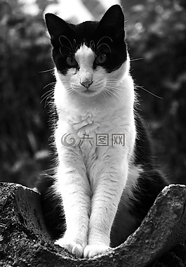 貓,寵物,meaw