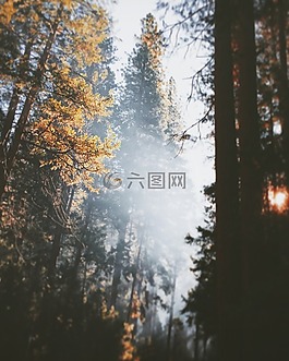 自然,森林,樹
