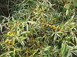 沙棘,布什,漿果
