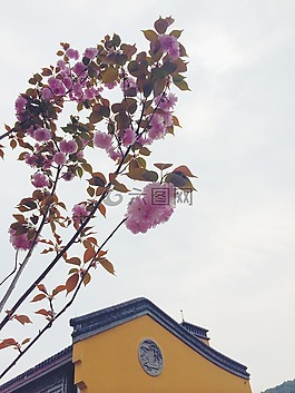 花,寺廟,佛教