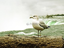 加拿大,尼亞加拉,海鷗