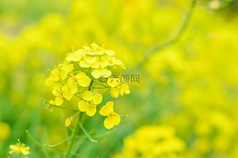 自然,植物,鮮花