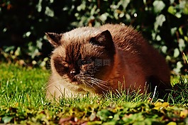 英國短毛貓,貓,純種