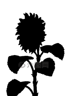 向日葵,花,側(cè)影