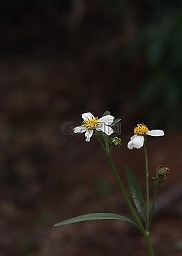 花,成長,植物