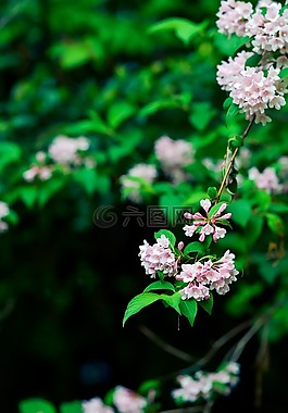 自然,植物,山