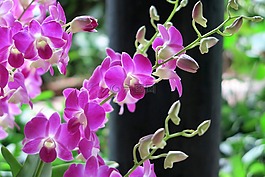 蘭花,鮮花,異國(guó)情調(diào)