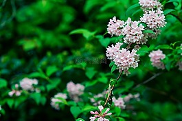 自然,植物,山