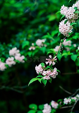 自然,植物,山