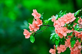 自然,植物,山