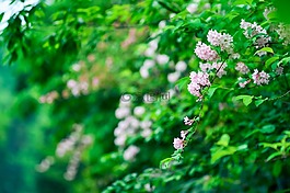 自然,植物,山