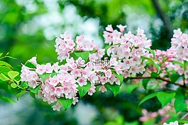 自然,植物,山