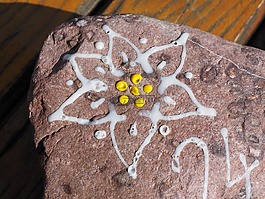 雪絨花,石,白