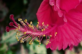 紅芙蓉,雌蕊,花