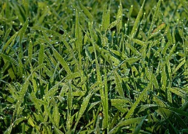 露水,morgentau,露珠