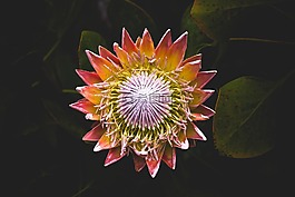 花,植物,開花