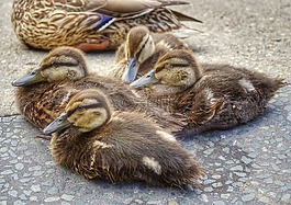 鴨,鳥,水禽
